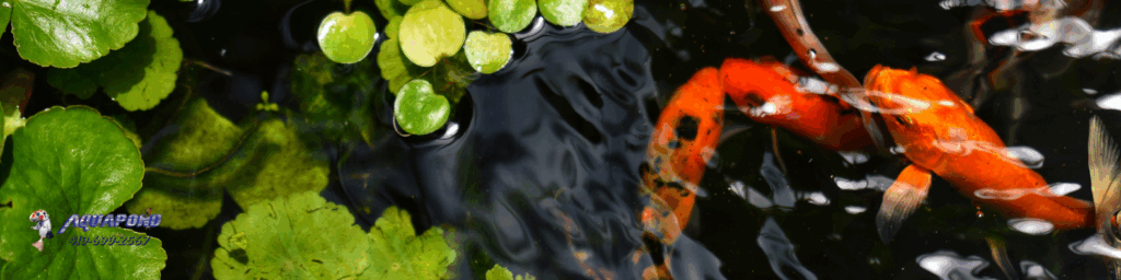 pond care expert