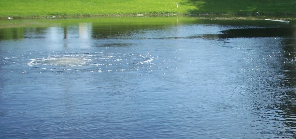 pond management company