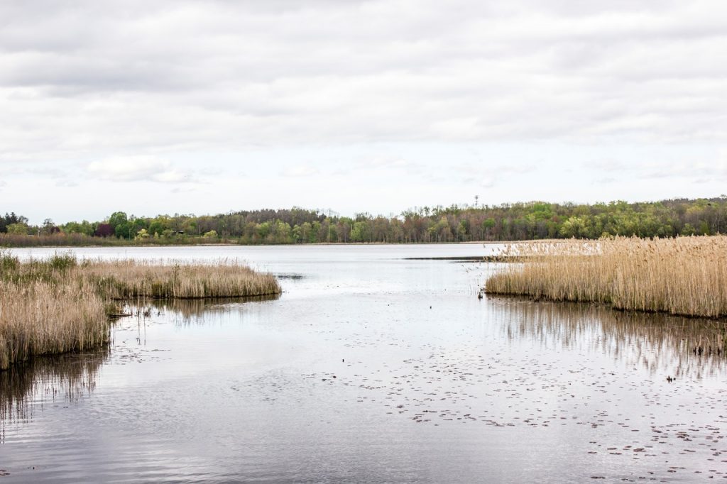 Cattail removal company