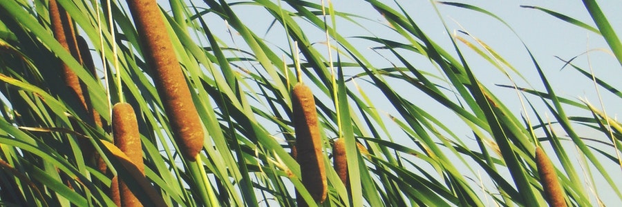 cattail removal services near me