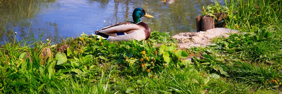 acreage pond care company