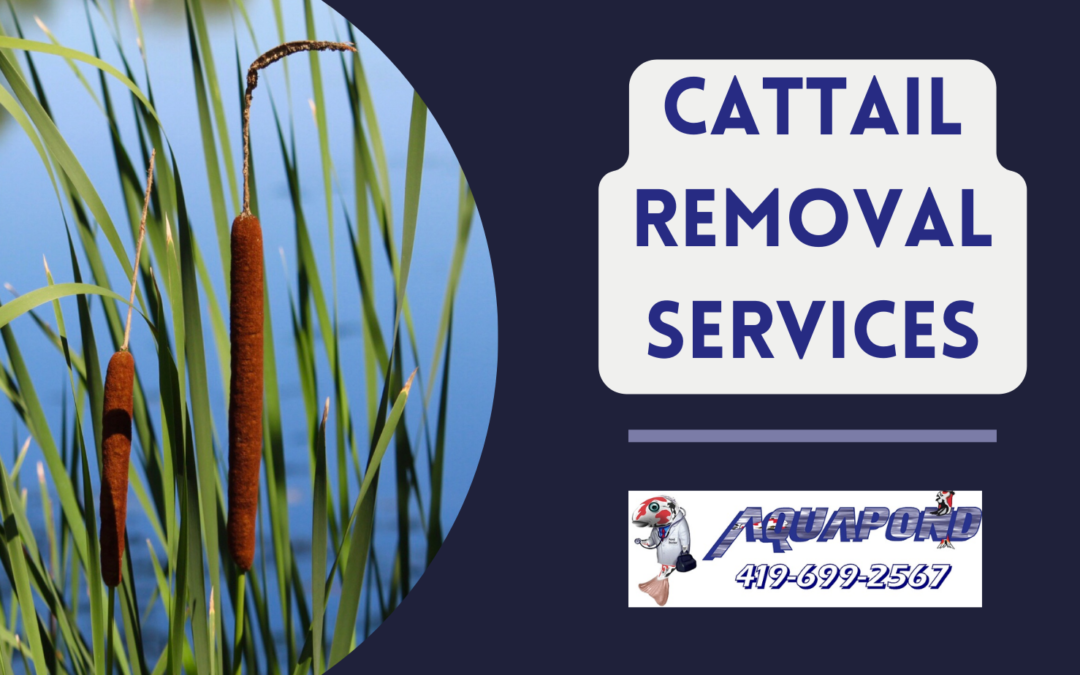 Cattail Removal for Ponds