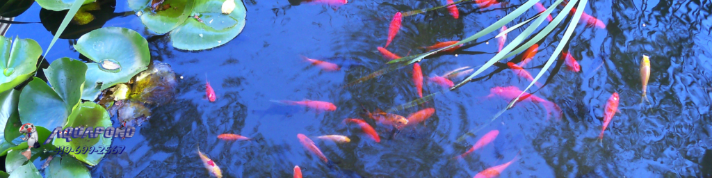 best maintenance tips for fish ponds