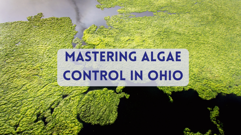 A closer look at Beginner Reefers Algae Management Strategies