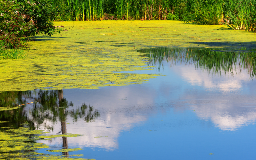 Expert Pond Tips for Ohio Homeowners