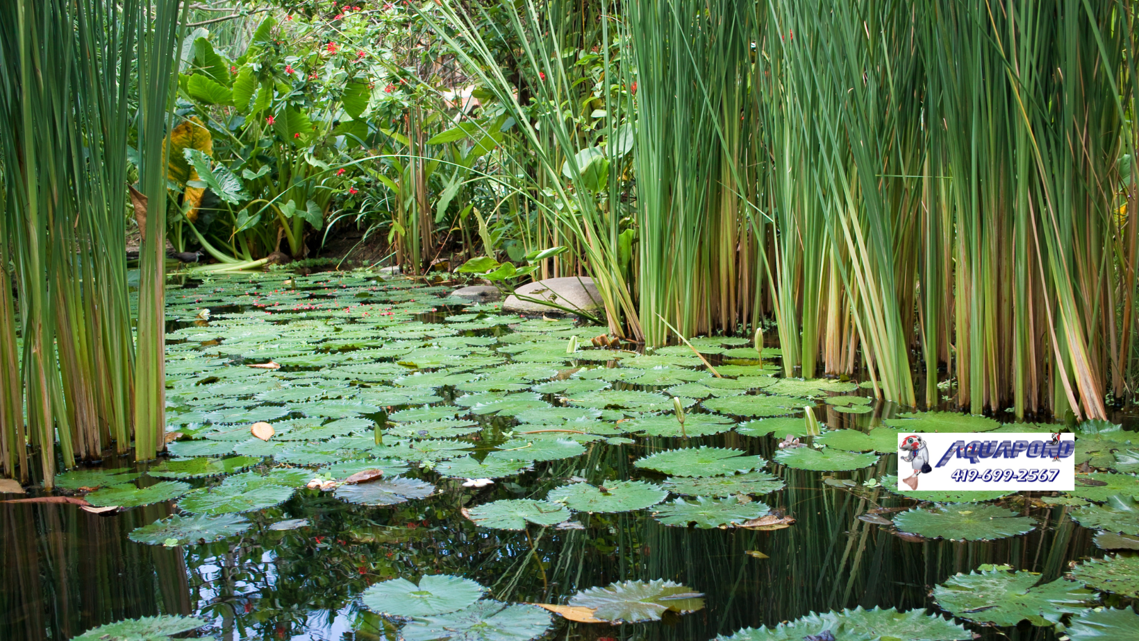 Pond weed removal products and pond weed control