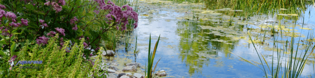 best plants for ponds