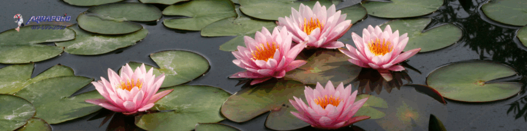 lily pads