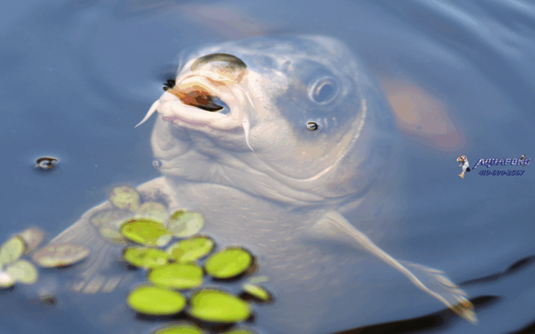 pond management for fish near me
