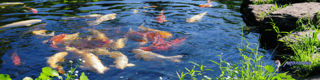 how to stock fish in ohio