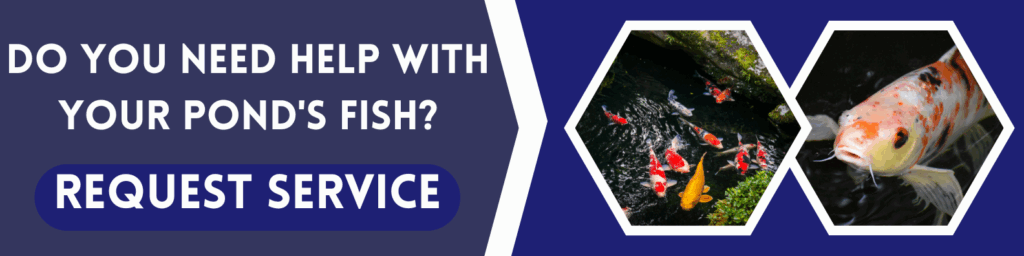 fish pond expert